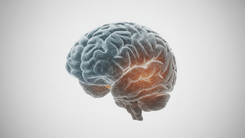 Brain regions involved in grounding techniques for anxiety including the amygdala and prefrontal cortex